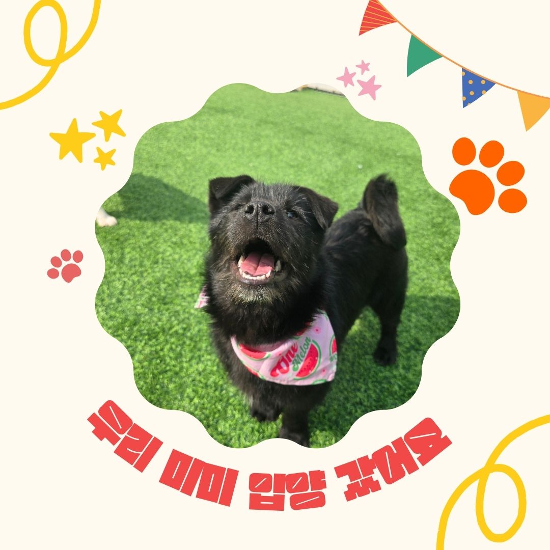 🎊미미 입양갔어요🎊