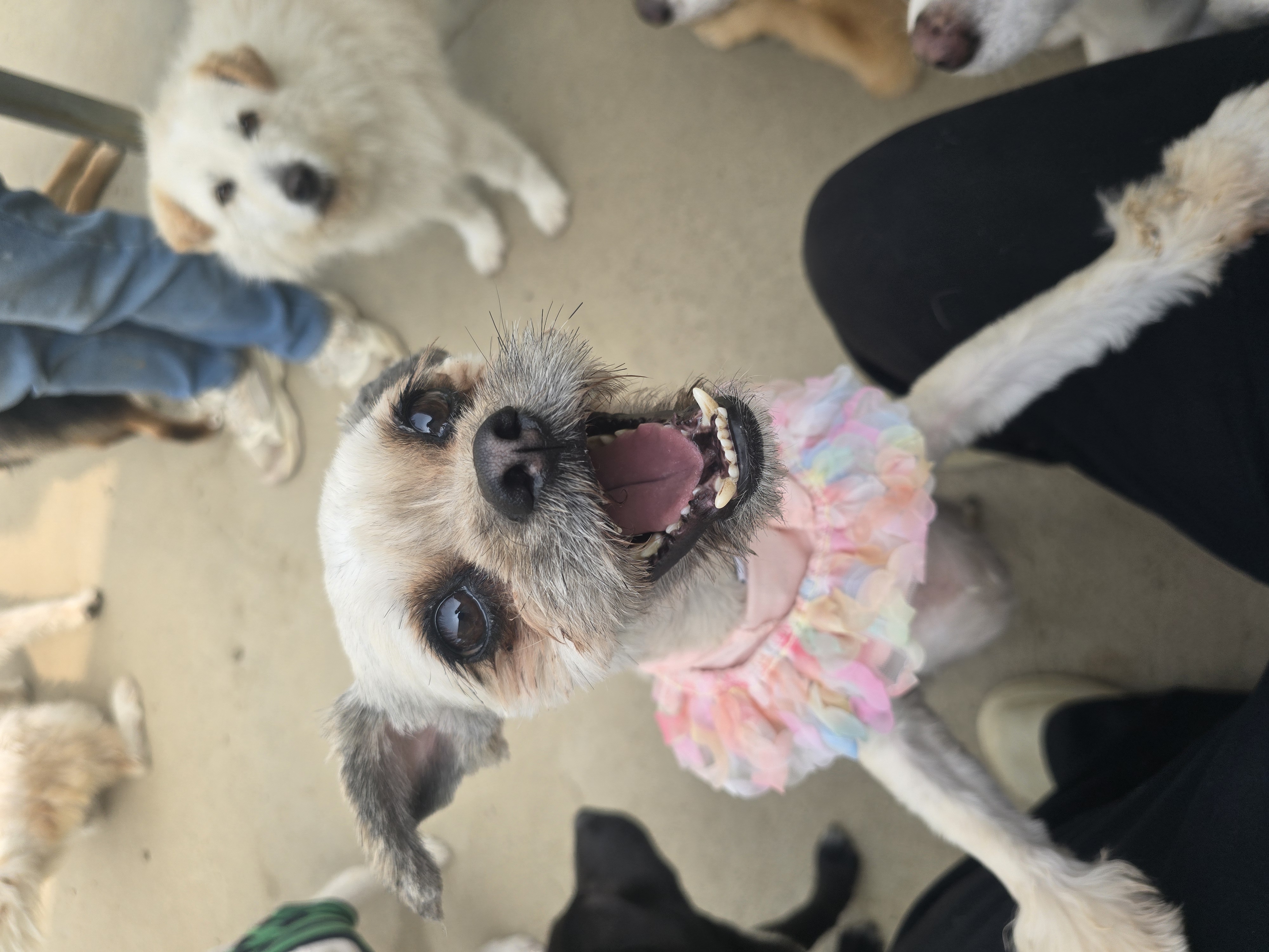 꼬까옷 입은 시츄&amp;치와와 가족🌸